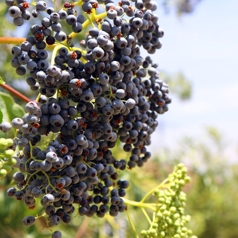 Frozen Elderberries